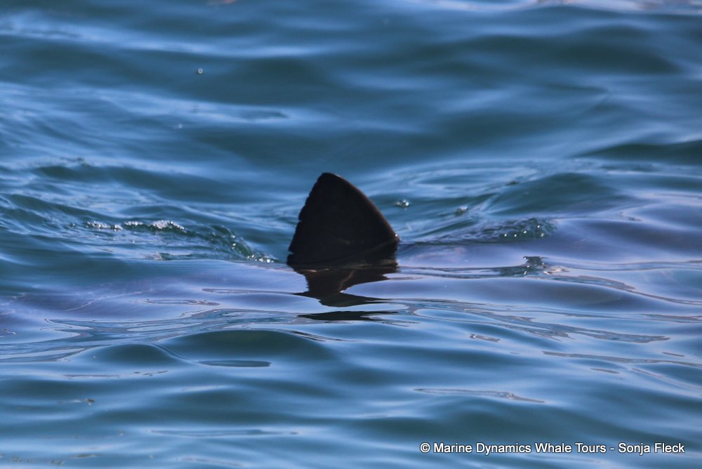 bronze whaler shark, whale watching, gansbaai, south africa,