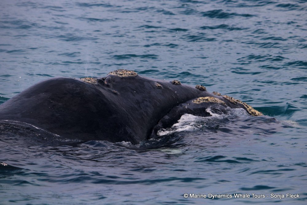Southern right whale, whale watching, gansbaai, south africa,