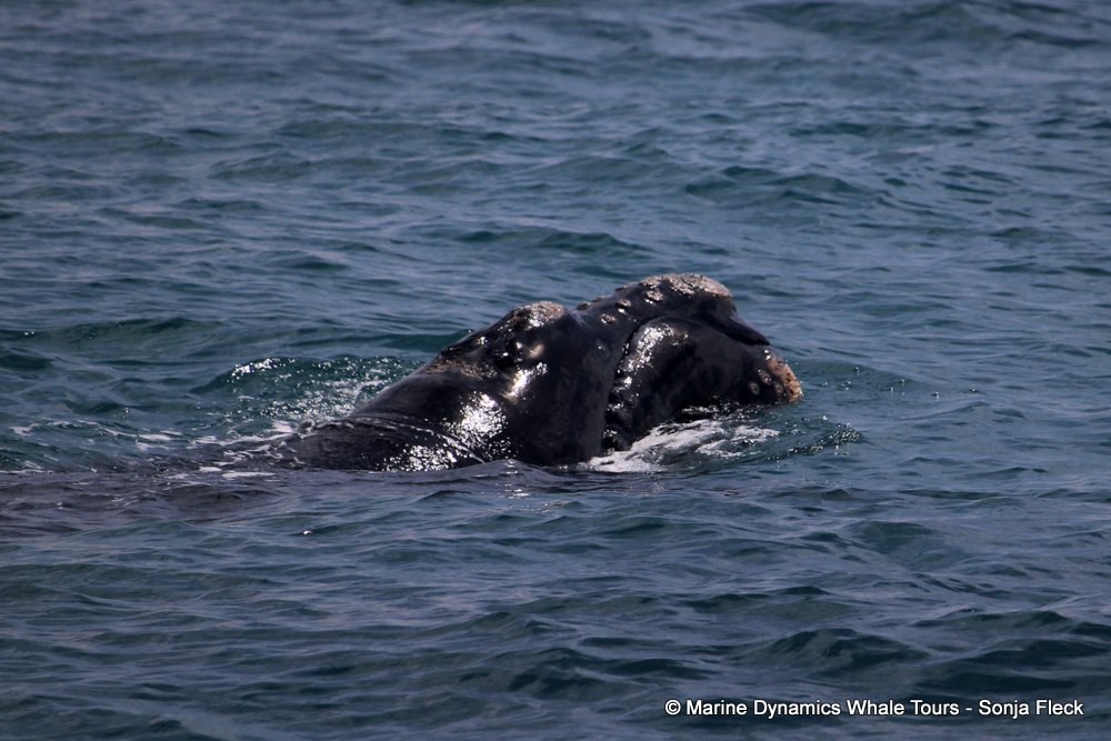 Southern right whale, whale watching, gansbaai, south africa,
