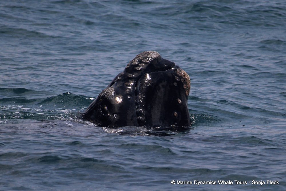 Southern right whale, whale watching, gansbaai, south africa,