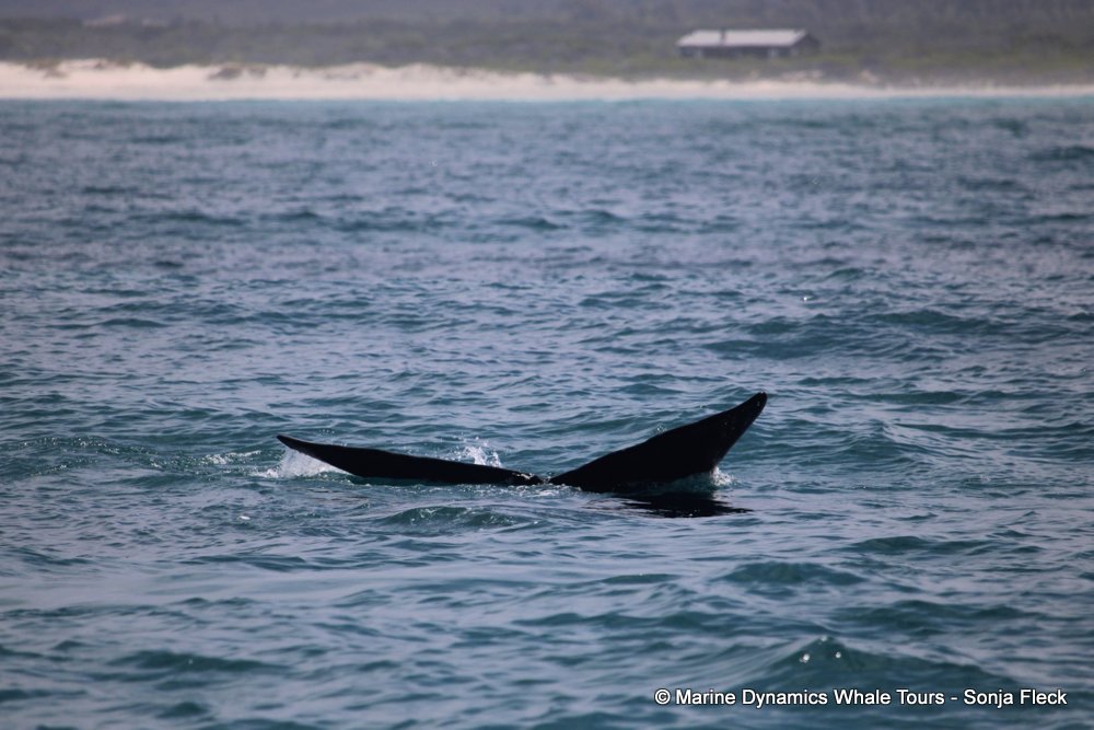 Southern right whale, whale watching, gansbaai, south africa,