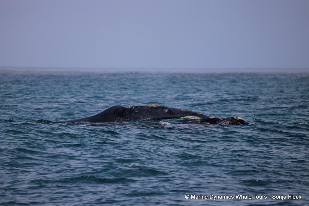 Southern right whale, whale watching, gansbaai, south africa,