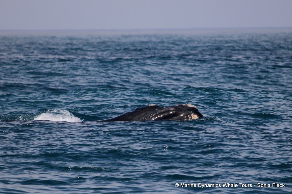 Southern right whale, whale watching, gansbaai, south africa,