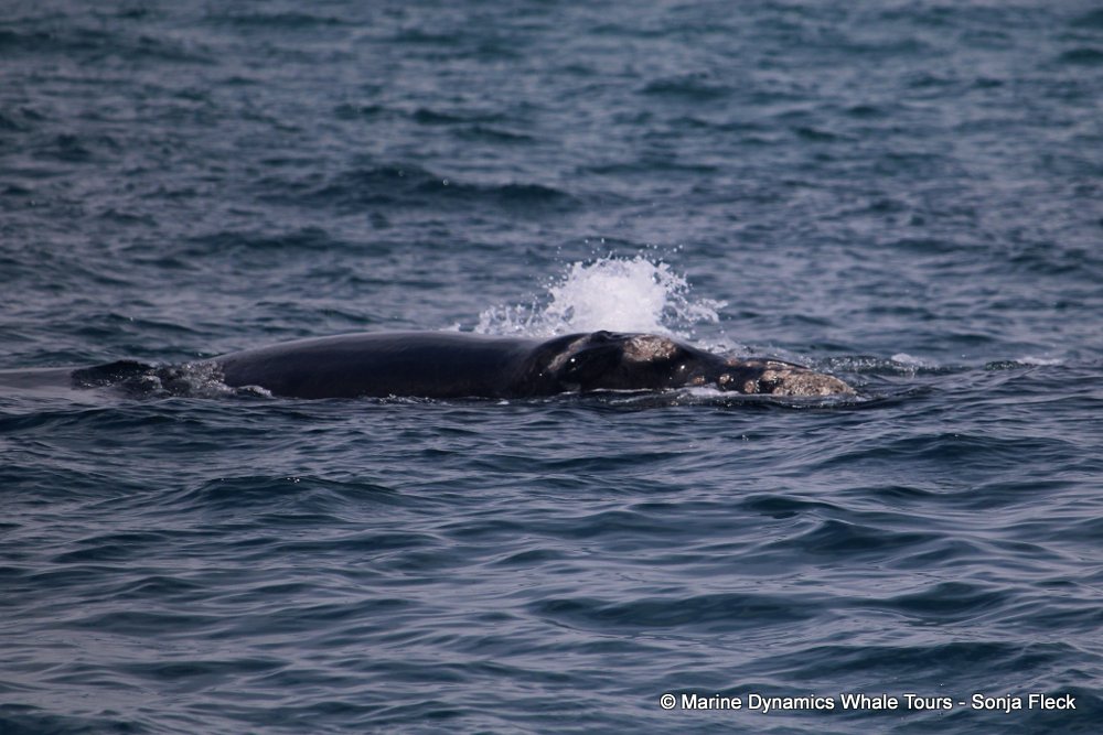 Southern right whale, whale watching, gansbaai, south africa,