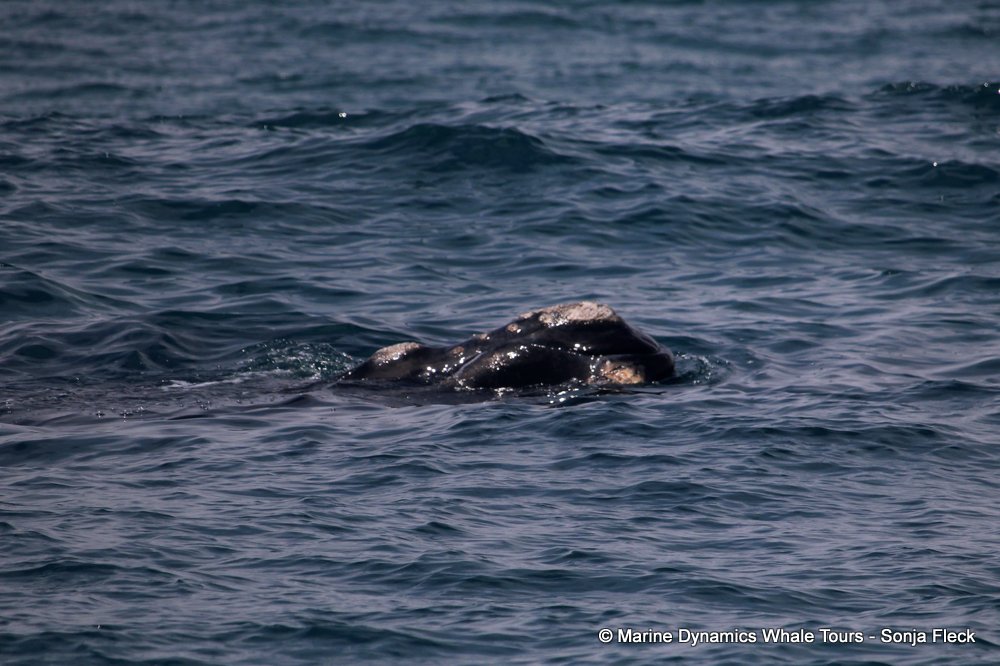 Southern right whale, whale watching, gansbaai, south africa,