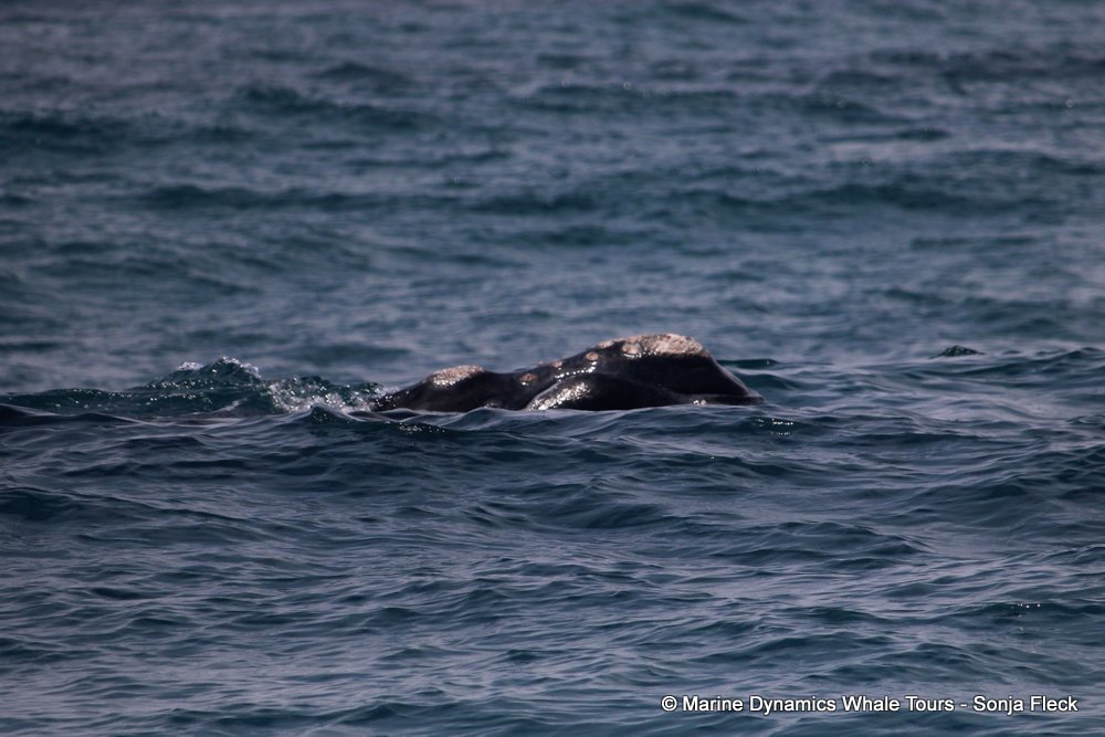 Southern right whale, whale watching, gansbaai, south africa,