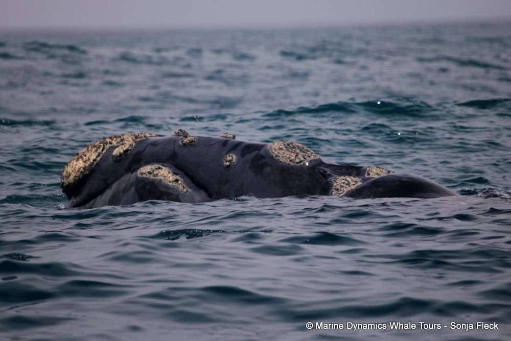 Southern right whale, whale watching, gansbaai, south africa,