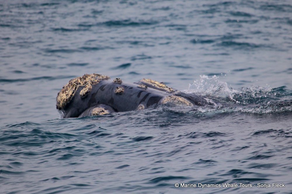 Southern right whale, whale watching, gansbaai, south africa,