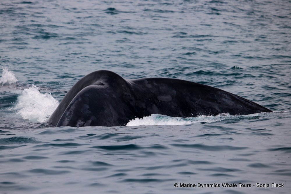 Southern right whale, whale watching, gansbaai, south africa,