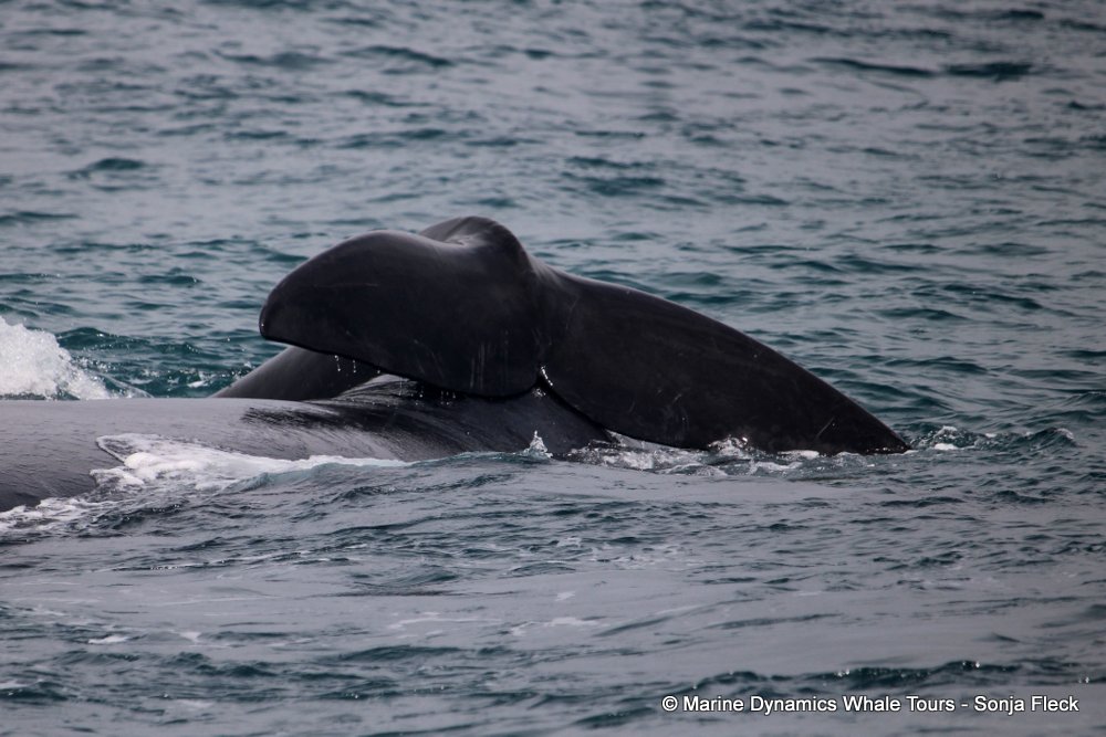 Southern right whale, whale watching, gansbaai, south africa,