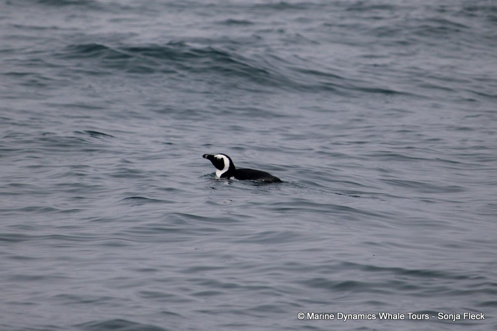 african penguin, whale watching, gansbaai, south africa