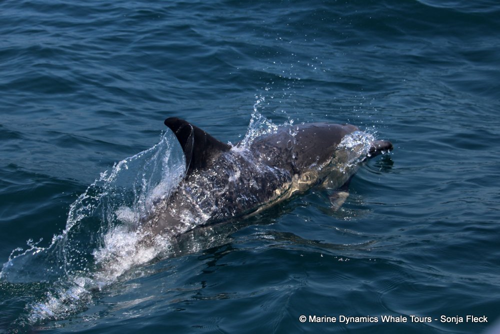 common dolphin, whale watching, gansbaai, south africa
