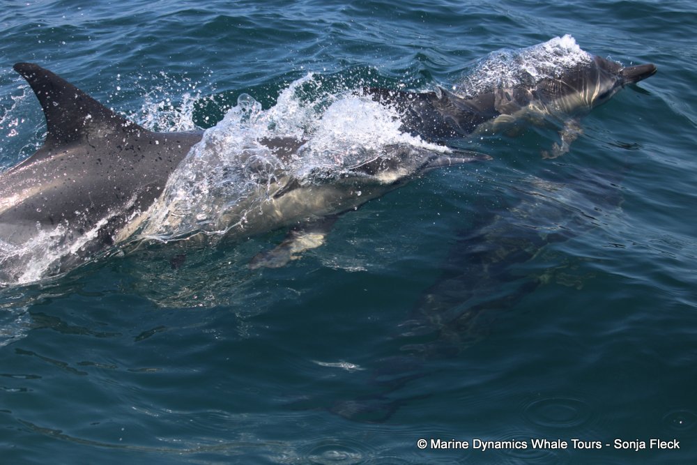 common dolphin, whale watching, gansbaai, south africa