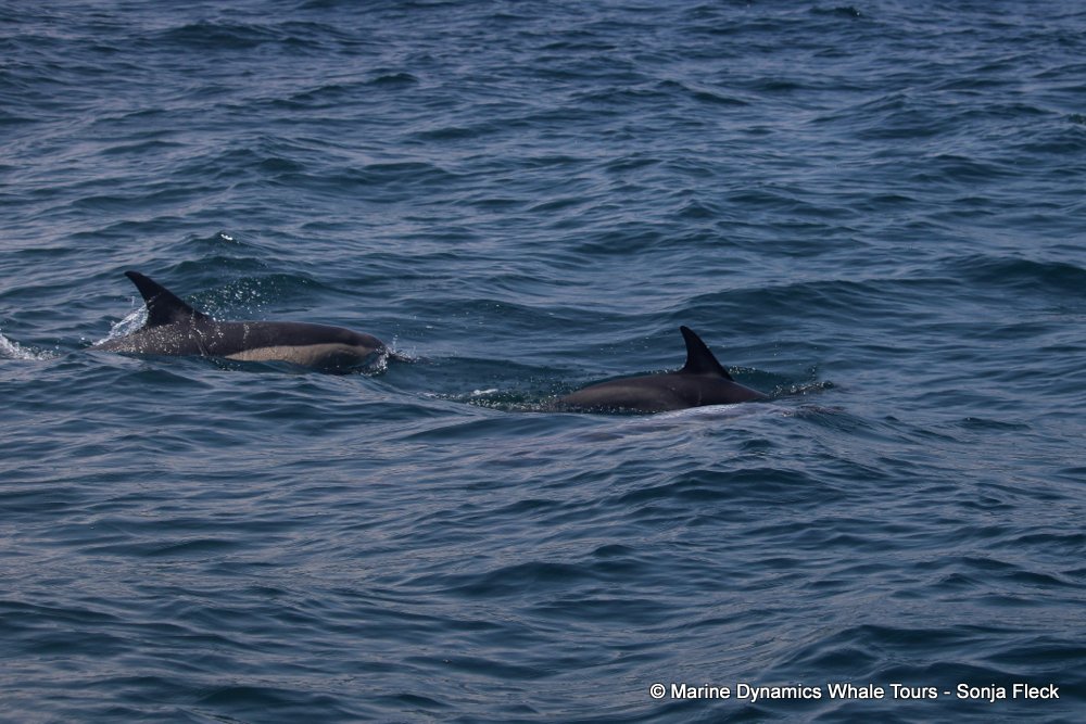 common dolphin, whale watching, gansbaai, south africa