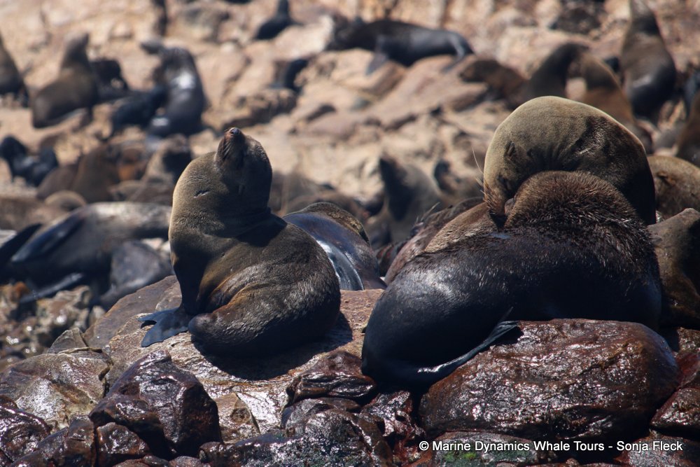 cape fur seal, whale watching, gansbaai, south africa