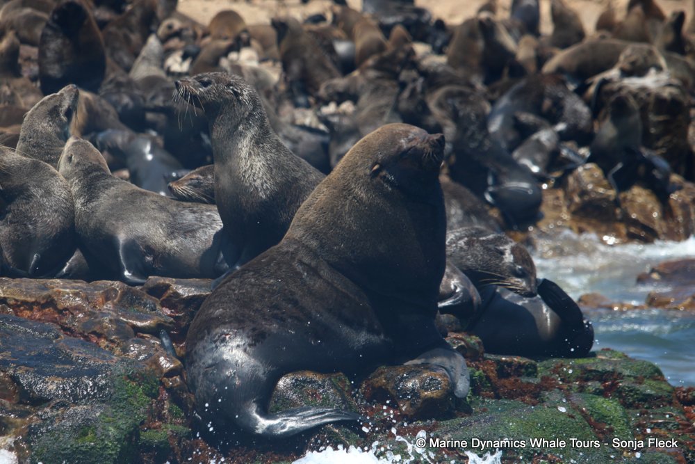 cape fur seal, whale watching, gansbaai, south africa