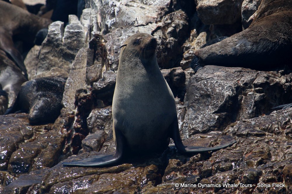 cape fur seal, whale watching, gansbaai, south africa