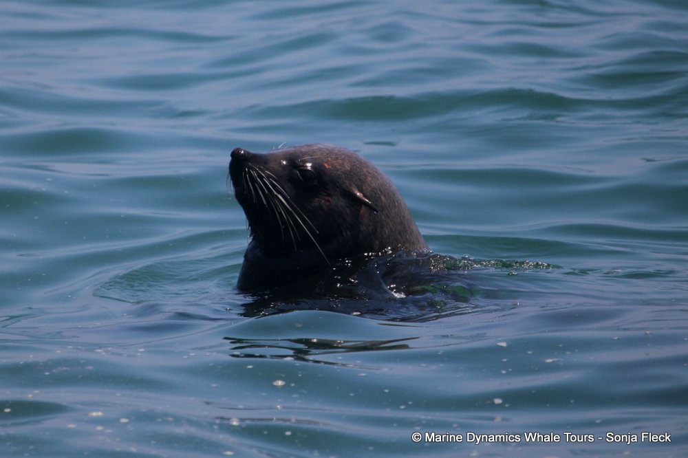 cape fur seal, whale watching, gansbaai, south africa