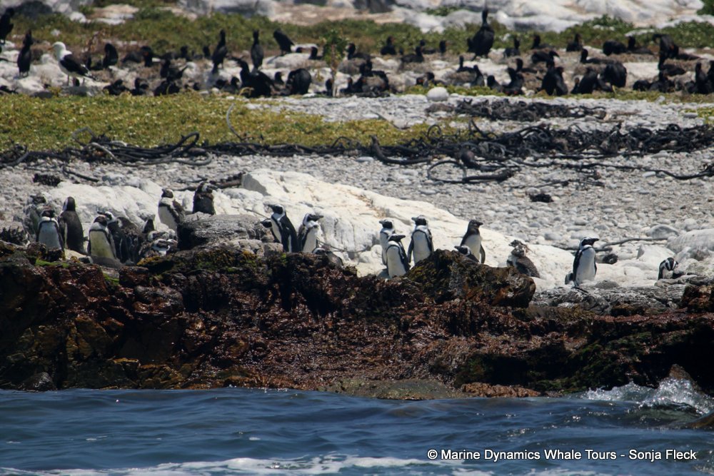 african penguin, whale watching, gansbaai, south africa