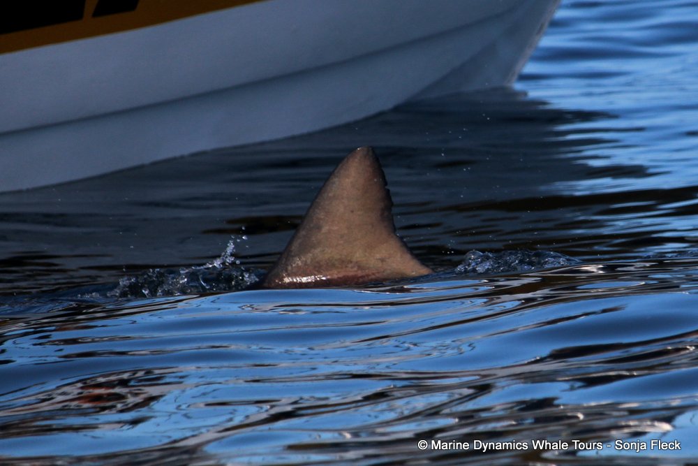 bronze whaler shark, whale watching, gansbaai, south africa,