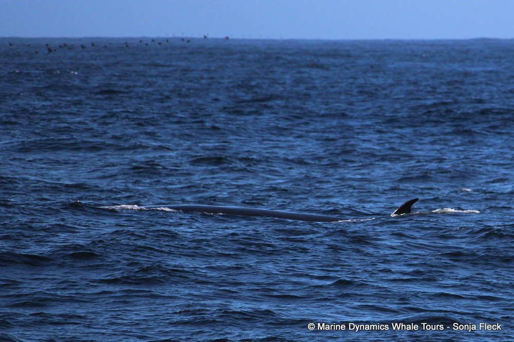 bryde's whale, whale watching, gansbaai, south africa,