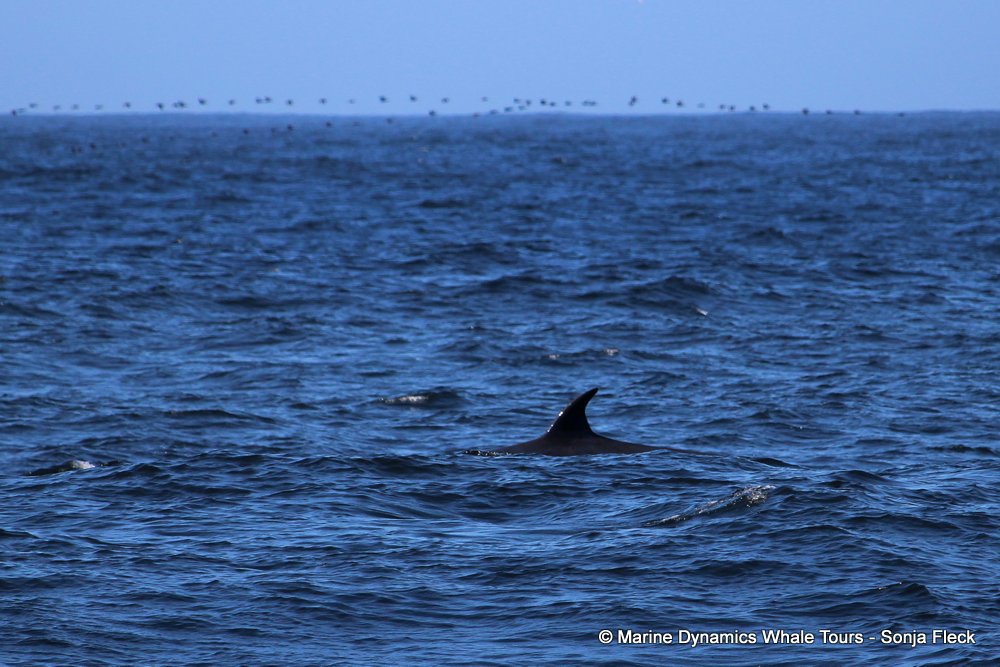 Marine Big 5 Daily Blog 30 November