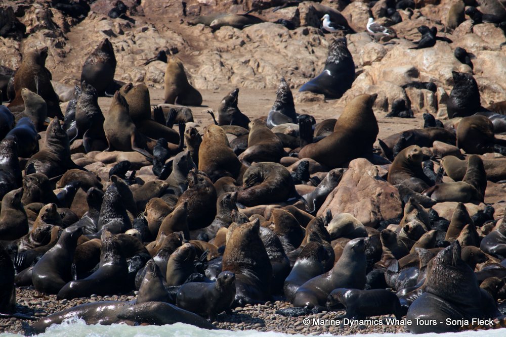 cape fur seal, whale watching, gansbaai, south africa