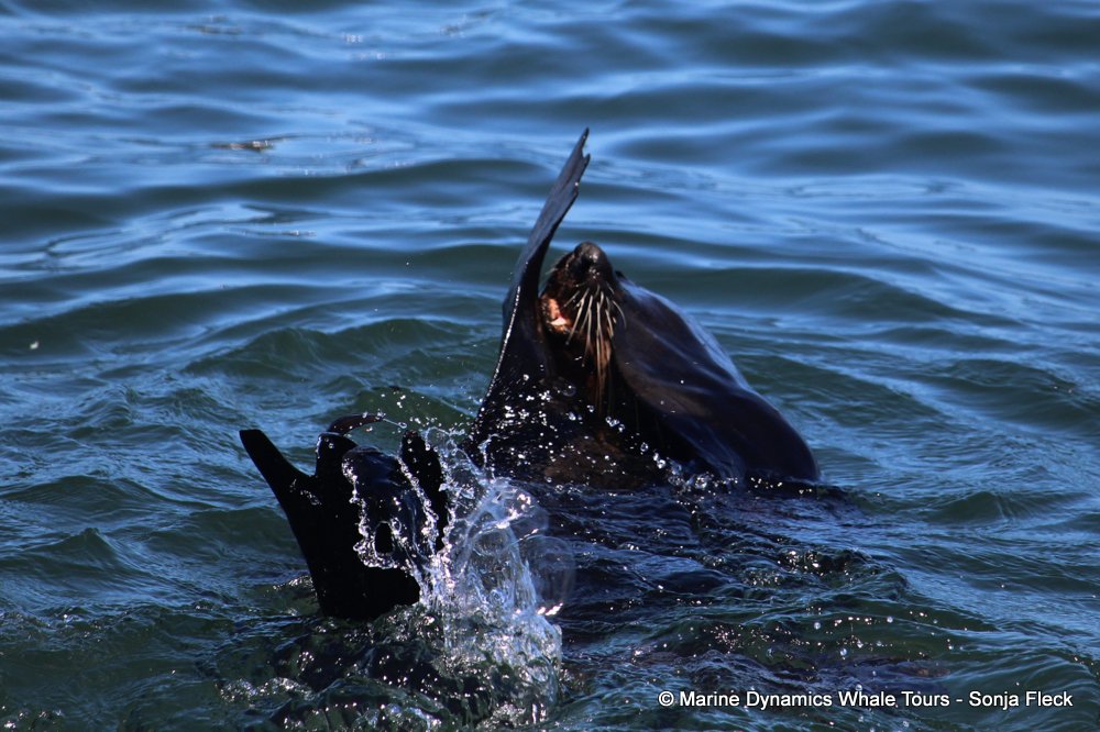 cape fur seal, whale watching, gansbaai, south africa