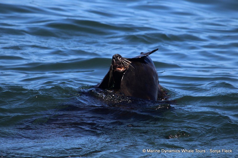 cape fur seal, whale watching, gansbaai, south africa
