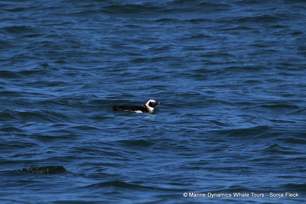 african penguin, whale watching, gansbaai, south africa