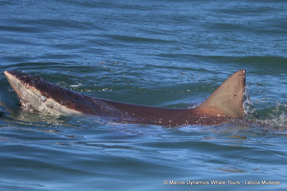 bronze whaler shark, whale watching, gansbaai, south africa,