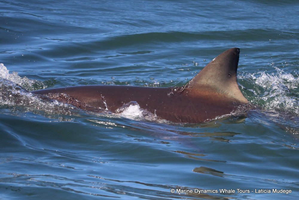 bronze whaler shark, whale watching, gansbaai, south africa,