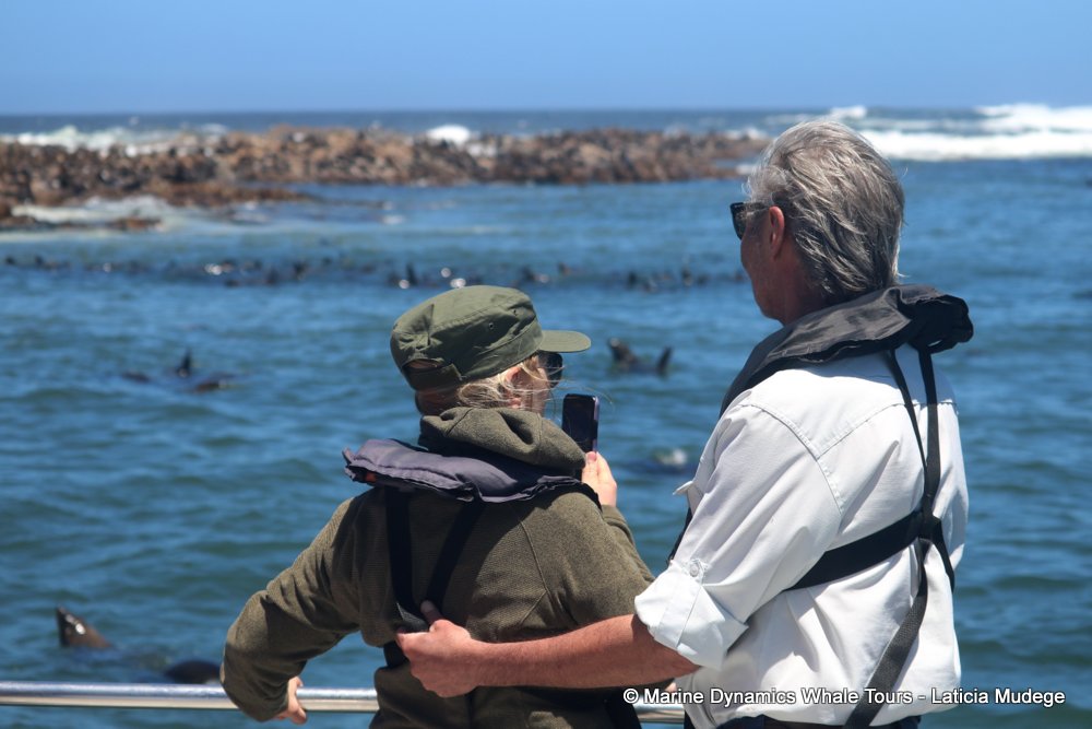 whale watching, gansbaai, south africa,