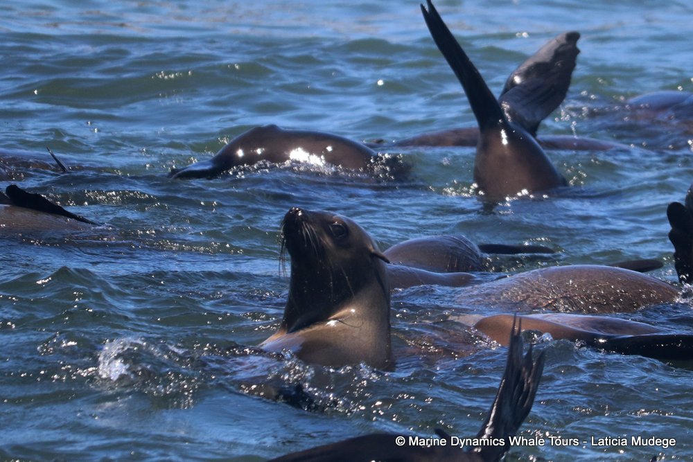 cape fur seal, whale watching, gansbaai, south africa