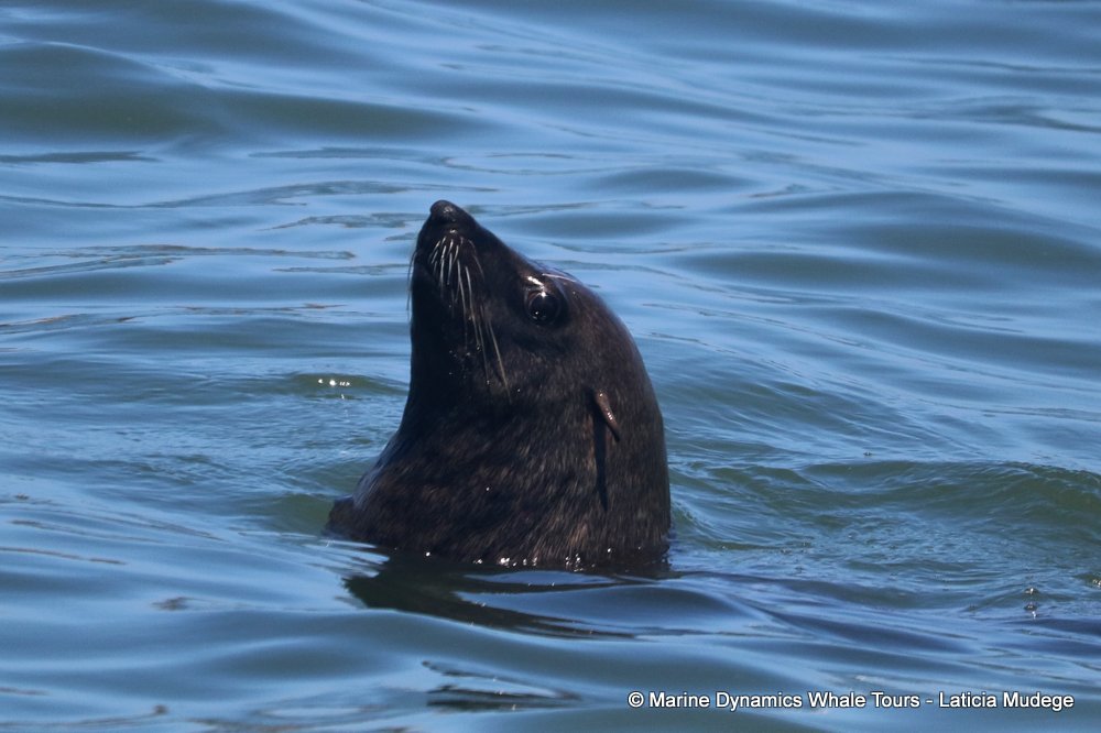 cape fur seal, whale watching, gansbaai, south africa