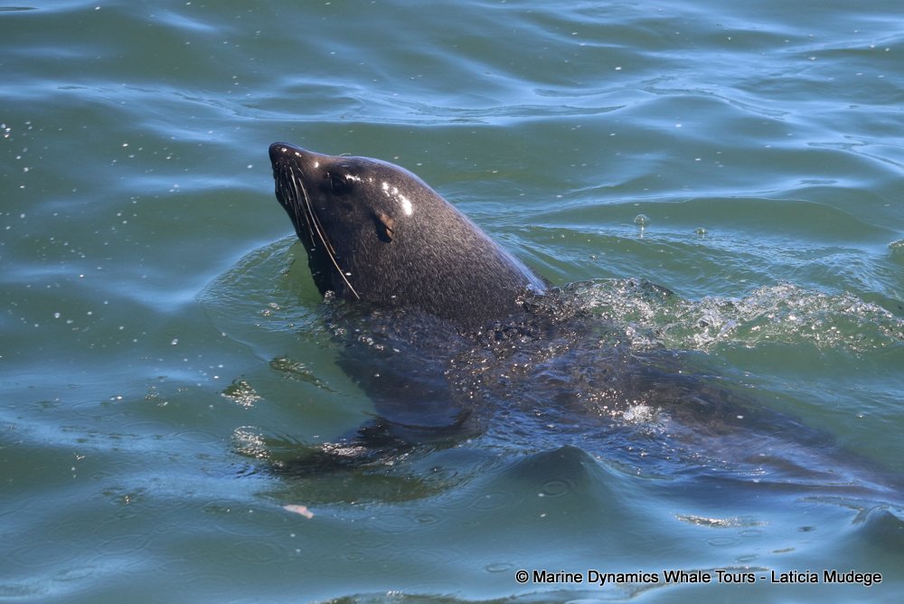 cape fur seal, whale watching, gansbaai, south africa