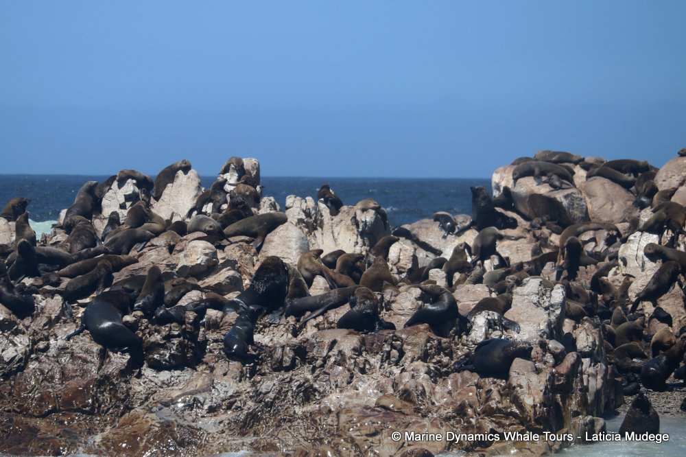 cape fur seal, whale watching, gansbaai, south africa