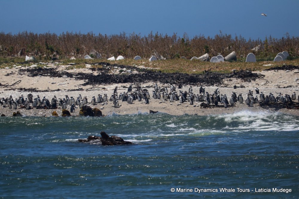 african penguin, whale watching, gansbaai, south africa