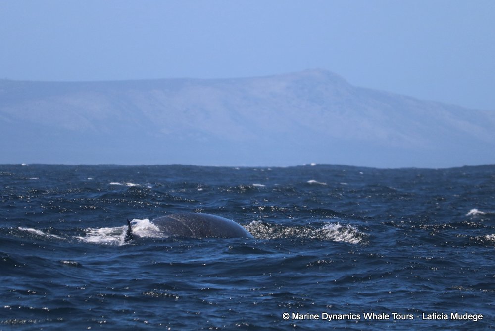 bryde's whale, whale watching, gansbaai, south africa,