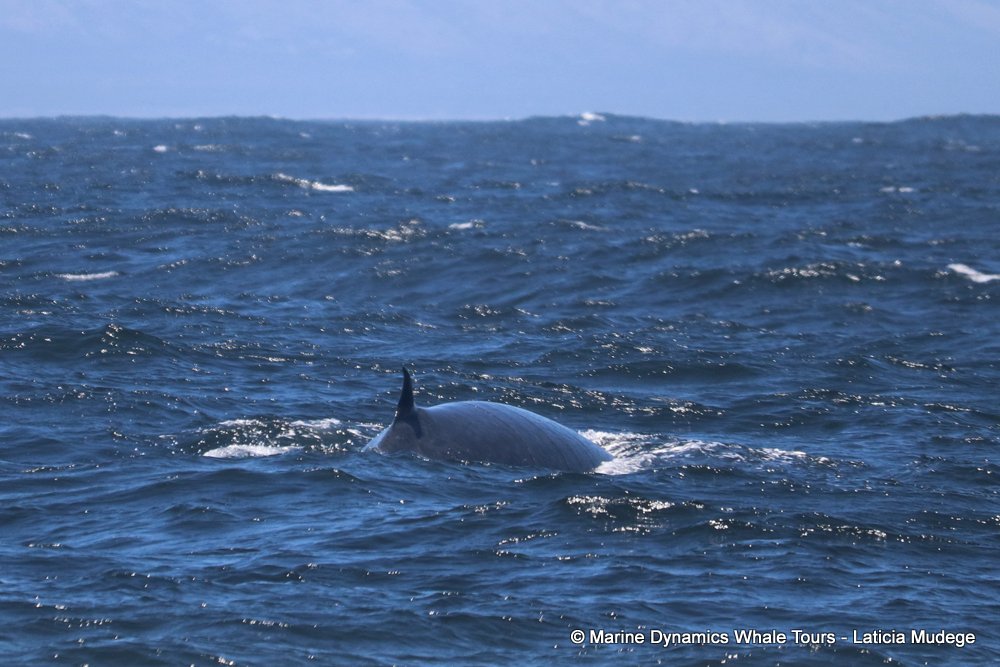 bryde's whale, whale watching, gansbaai, south africa,