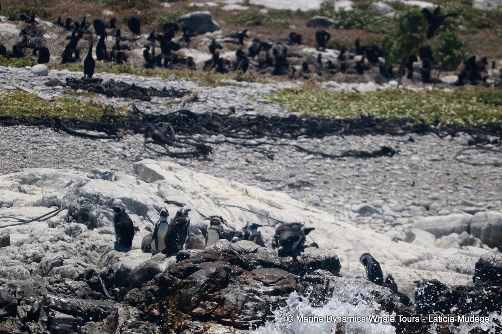 penguins, whale watching, gansbaai, south africa,