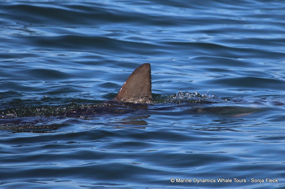 bronze whaler shark, whale watching, gansbaai, south africa,