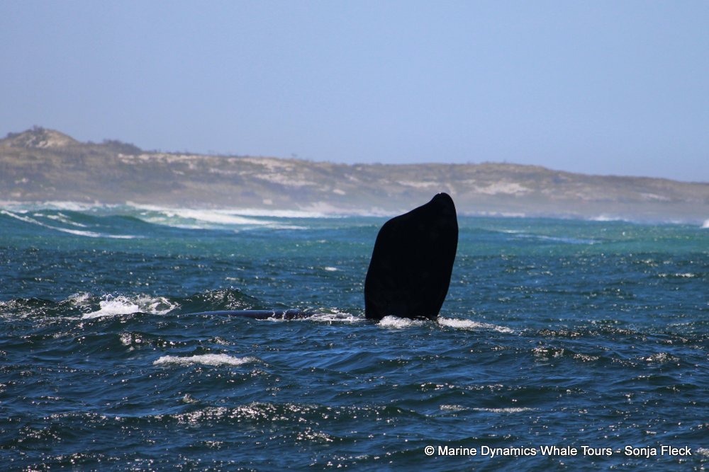 Southern right whale, whale watching, gansbaai, south africa,