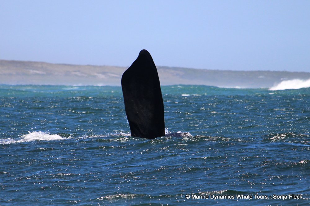 Marine Big 5 Daily Blog 01 December
