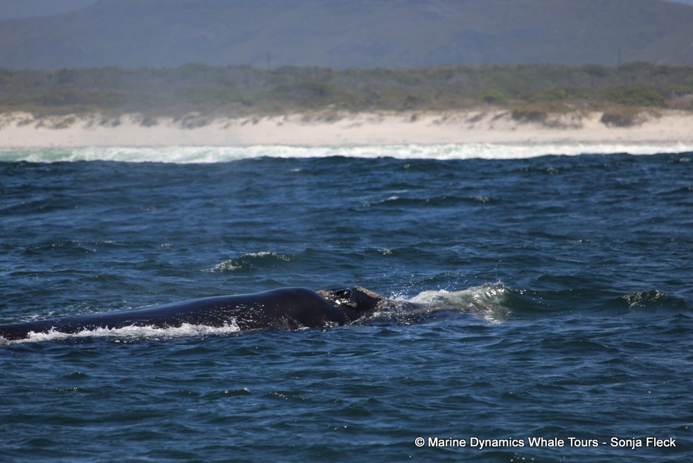 Southern right whale, whale watching, gansbaai, south africa,