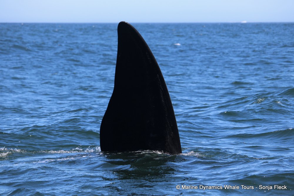 Southern right whale, whale watching, gansbaai, south africa,