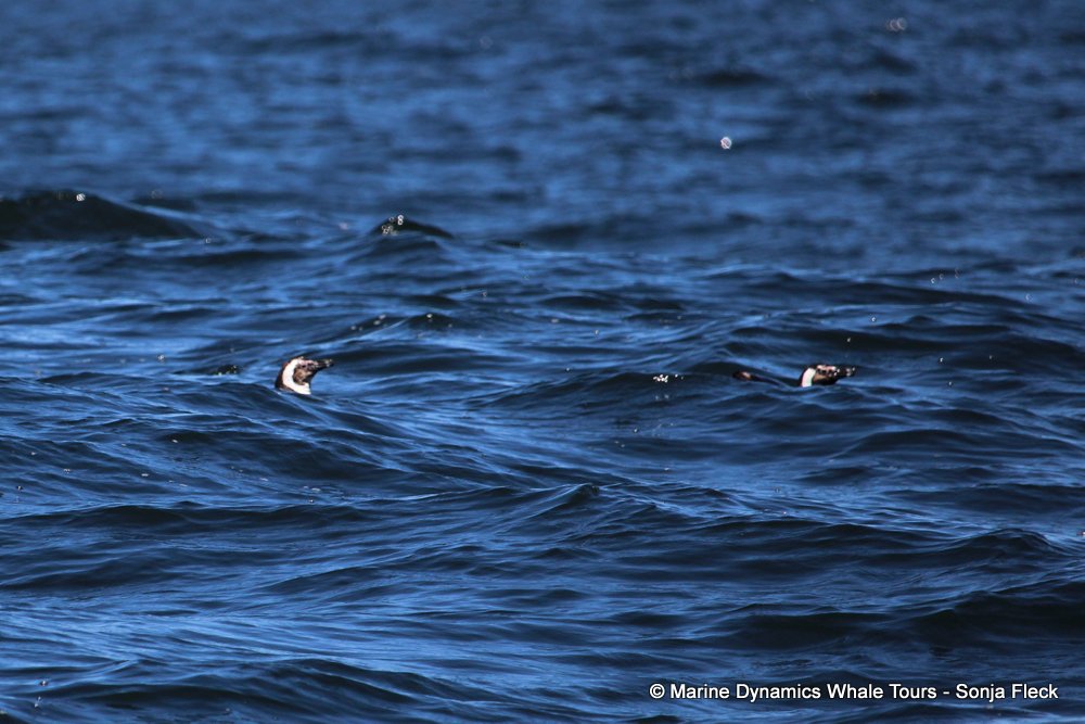 african penguin, whale watching, gansbaai, south africa