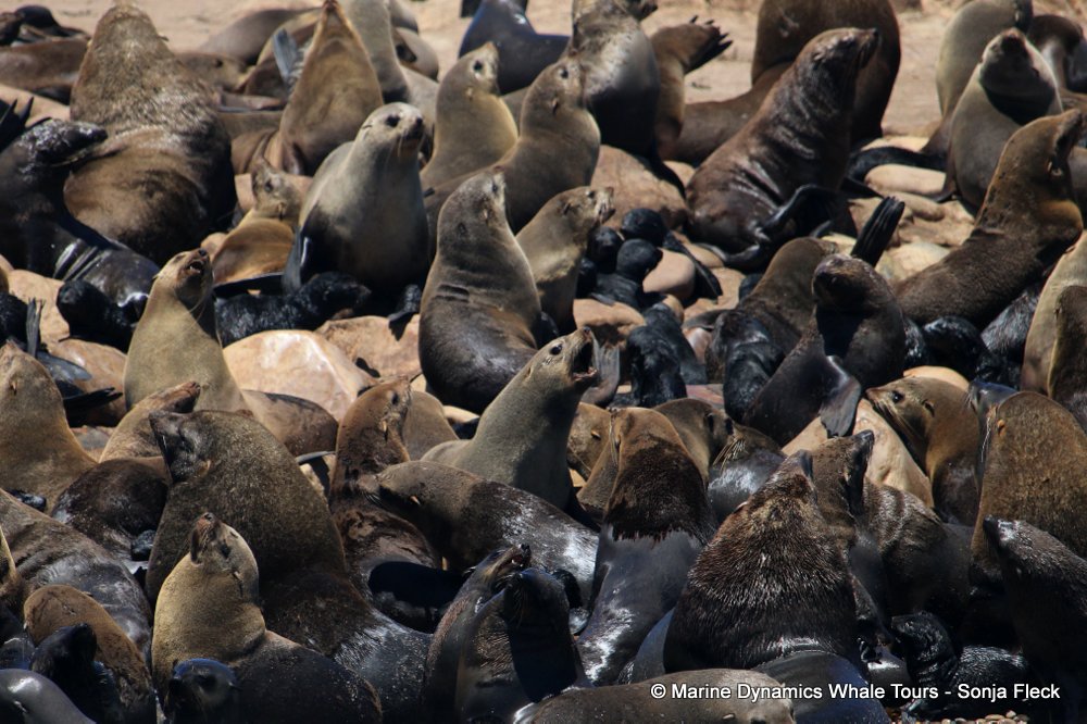 cape fur seal, whale watching, gansbaai, south africa