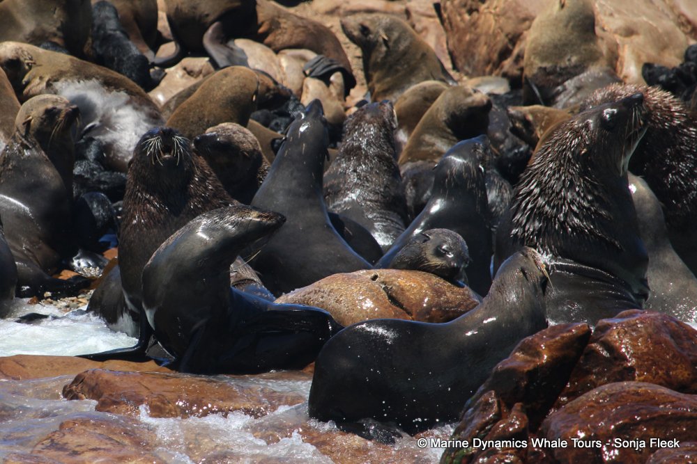 cape fur seal, whale watching, gansbaai, south africa