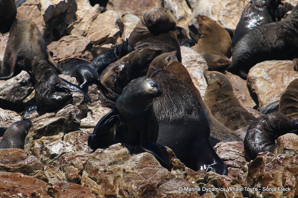 cape fur seal, whale watching, gansbaai, south africa